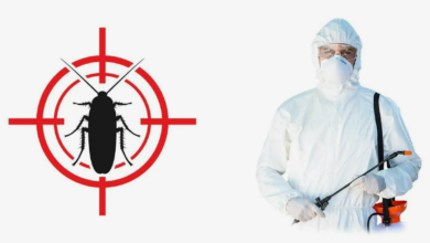Photo of Когда нужна дезинсекция: ваш надежный щит против насекомых