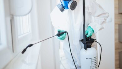 Photo of Не дайте шансов: эффективная дезинсекция от тараканов