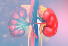 Photo of Почки — удивительные органы, которые выполняют важные задачи